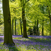 Buy canvas prints of Forest Of Dean Bluebells by The Tog