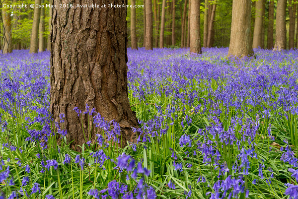 Forest Of Dean Bluebells Picture Board by The Tog