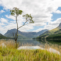 Buy canvas prints of Buttermere Tree, Lake District by The Tog