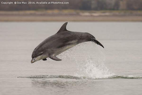 Moray Firth, Bottlenose Dolphin, Scotland Picture Board by The Tog