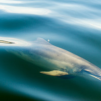 Buy canvas prints of Moray Firth, Bottlenose Dolphin, Scotland by The Tog