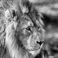 Buy canvas prints of King Of The Jungle! by The Tog