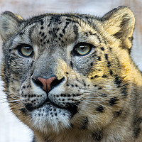 Buy canvas prints of The Snow Leopard by The Tog