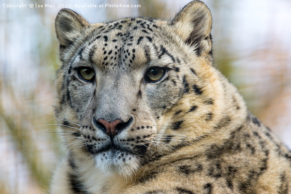 The Snow Leopard Picture Board by The Tog