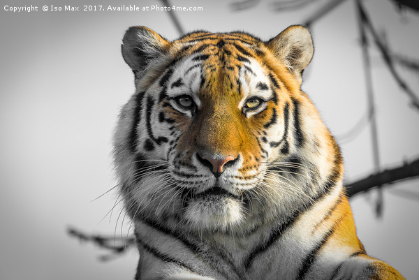 The Siberian Tiger Picture Board by The Tog
