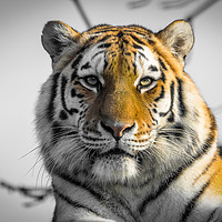 Buy canvas prints of The Siberian Tiger by The Tog