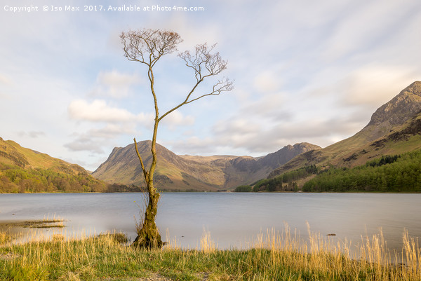 The Buttermere Tree, Lake District Picture Board by The Tog
