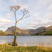 Buy canvas prints of The Buttermere Tree, Lake District by The Tog