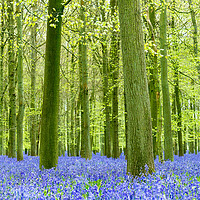 Buy canvas prints of Dockey Wood, Ashridge Estate by The Tog