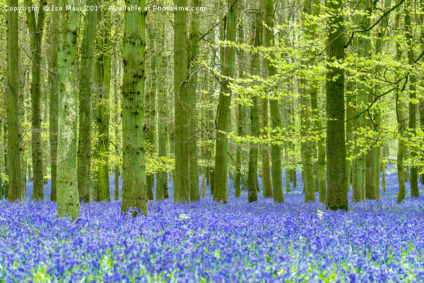 Dockey Wood, Ashridge Estate Picture Board by The Tog