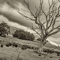 Buy canvas prints of The Tree! by The Tog