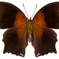 Buy canvas prints of brown and orange butterfly by Pablo Romero
