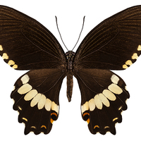 Buy canvas prints of brown papilio butterfly by Pablo Romero