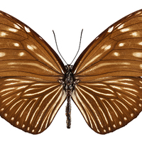 Buy canvas prints of Butterfly species euploea mulciber basilissa by Pablo Romero