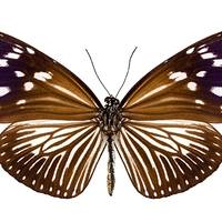 Buy canvas prints of butterfly species Euploea Mulciber female by Pablo Romero