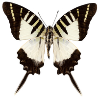 Buy canvas prints of Butterfly species graphium decolor atratus by Pablo Romero