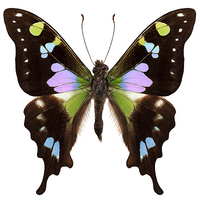 Buy canvas prints of Butterfly species Graphium weiskei "Purple Spotted by Pablo Romero