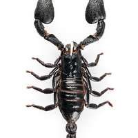 Buy canvas prints of Black scorpio species Heterometrus cyaneus by Pablo Romero