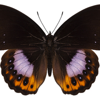 Buy canvas prints of Butterfly species hypolimnas pandarus by Pablo Romero