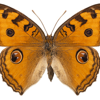 Buy canvas prints of Butterfly species Junonia Almana "Peacock Pansy" by Pablo Romero