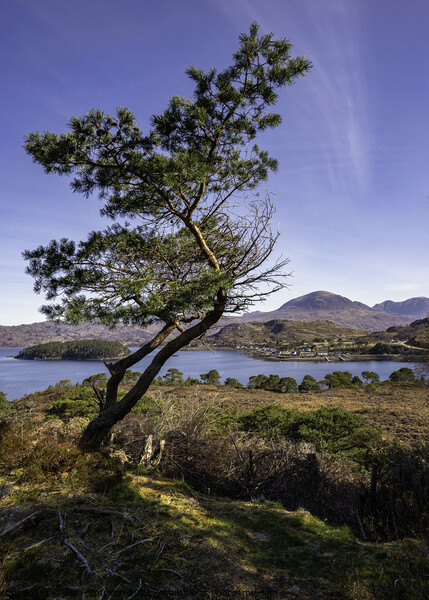 Overlooking Shieldaig Picture Board by Alan Simpson