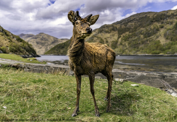 Scots Deer Picture Board by Alan Simpson