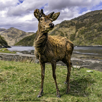 Buy canvas prints of Scots Deer by Alan Simpson