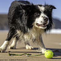 Buy canvas prints of Sam the Border Collie by Alan Simpson