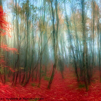 Buy canvas prints of Mystical Forest  by Alan Simpson