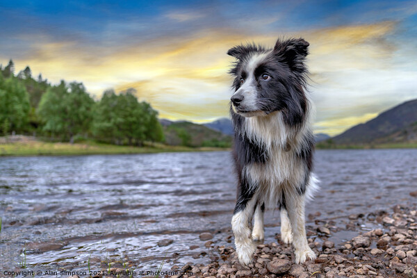 Sam the Border Collie Picture Board by Alan Simpson