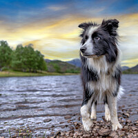 Buy canvas prints of Sam the Border Collie by Alan Simpson