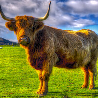 Buy canvas prints of Highland Cow by Alan Simpson