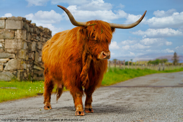 Highland Cow Picture Board by Alan Simpson