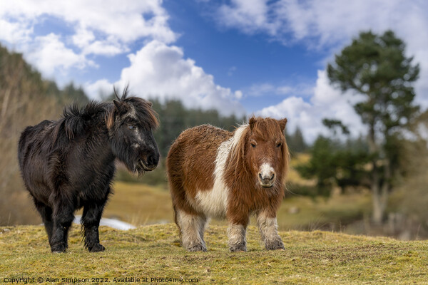 Shetland Ponies Picture Board by Alan Simpson