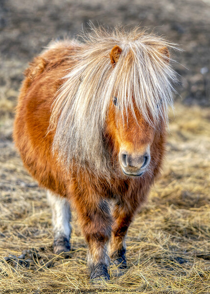 Shetland Pony Portrait Picture Board by Alan Simpson