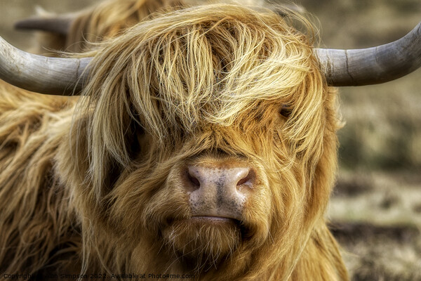 Highland Cow Picture Board by Alan Simpson