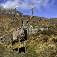 Buy canvas prints of Torridon Stag by Alan Simpson