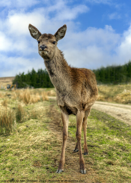 Scottish Deer Picture Board by Alan Simpson