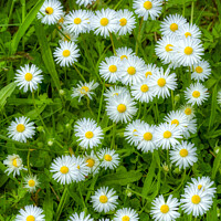 Buy canvas prints of Daisies by Alan Simpson