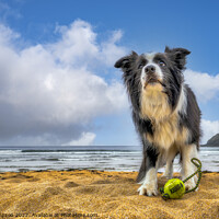 Buy canvas prints of Border Collie by Alan Simpson