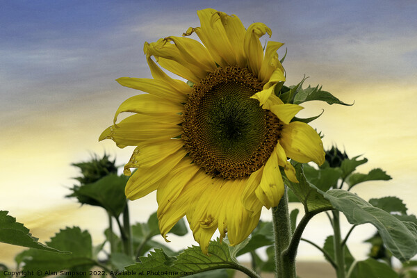 Sunflower Picture Board by Alan Simpson