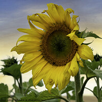 Buy canvas prints of Sunflower by Alan Simpson