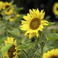 Buy canvas prints of Sunflower by Alan Simpson