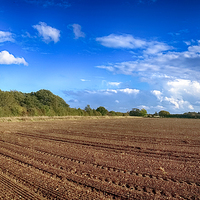 Buy canvas prints of  Ringstead Fields, Norfolk by Alan Simpson