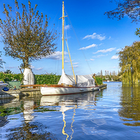 Buy canvas prints of  South Walsham Broad by Alan Simpson