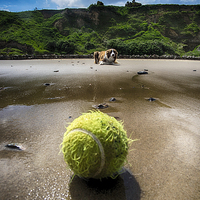 Buy canvas prints of  Dog v Ball by Alan Simpson