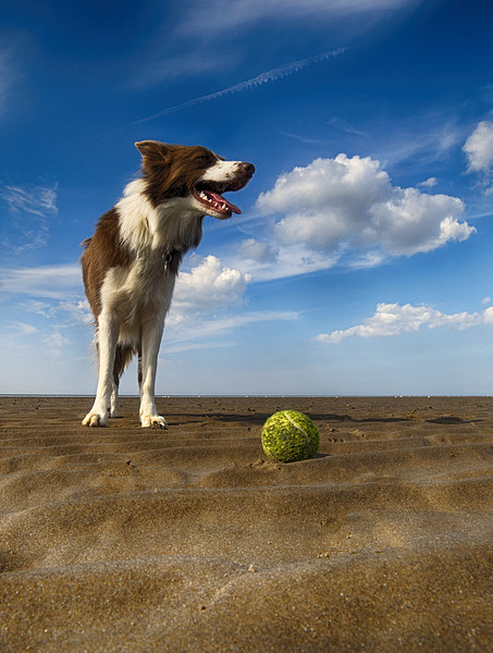  One Dog One Ball Picture Board by Alan Simpson