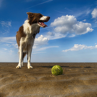 Buy canvas prints of  One Dog One Ball by Alan Simpson