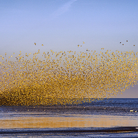 Buy canvas prints of  "Murmuration of Oyster Catchers" by Alan Simpson