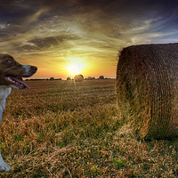 Buy canvas prints of Sunset with Caley by Alan Simpson